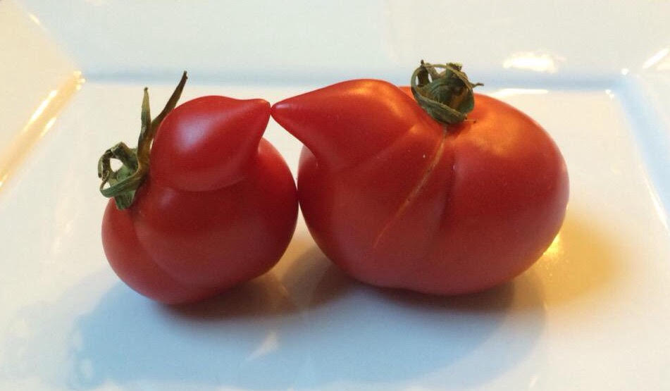 2 "ugly" tomatoes kissing